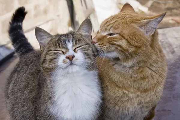 Домашня кішка Домашня кішка