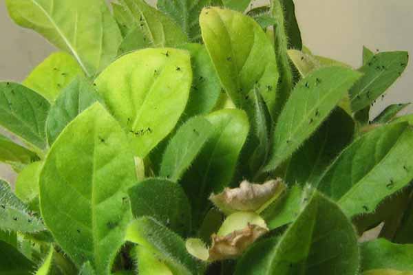 Чорні мошки Чорні мошки