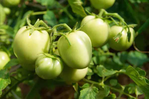 Чи можна збирати насіння з недозрілих помідорів: яка схожість і чи збережуться сортові особливості