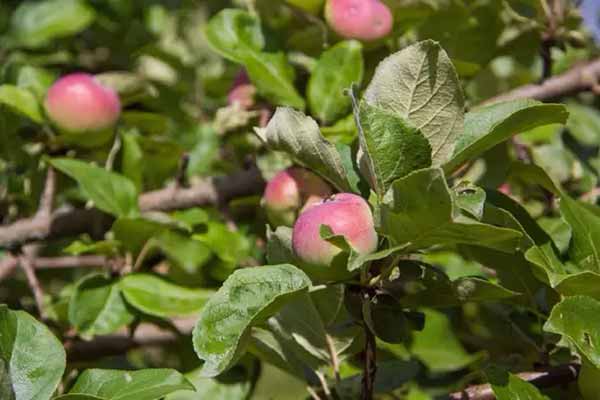 Яке підживлення яблунь восени дозволить отримати чудовий урожай у наступному сезоні
