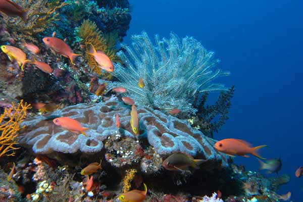 Менджанган