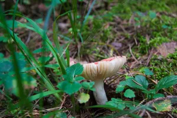 Домашня грибна приправа