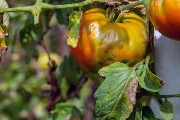  Як обробити <b>томати</b> від фітофтори засобом з аптечки та отримати найкращий урожай: 5 простих порад 