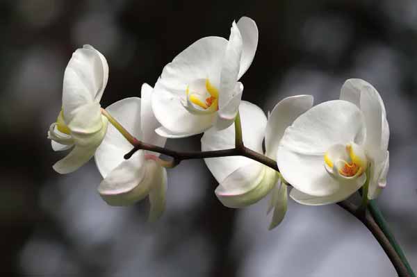 Как ухаживать за орхидеями