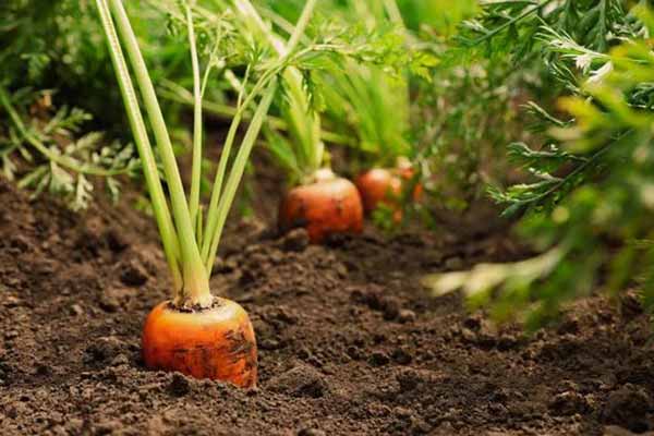 Яку розсаду можна і що не можна садити після моркви наступного року: через незнання можна залишитися без урожаю