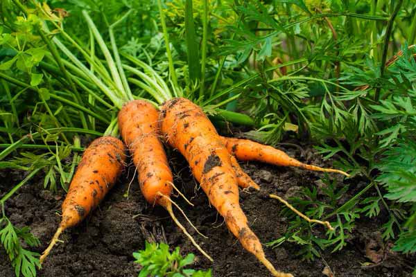  Що не можна садити після <b>моркви</b>: про що треба пам'ятати кожному городнику 