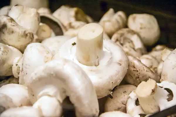 Як варити гриби, щоб не чорніли: пара дрібниць