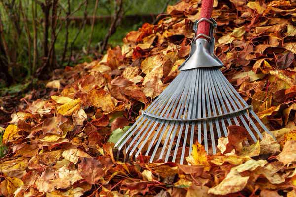 Що робити з листям волоського горіха восени: отрута або незамінне добриво
