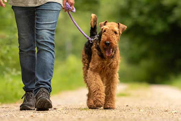 Діарея у собак: причини і лікування
