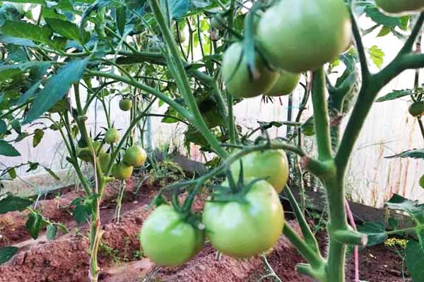 Як відновити ґрунт після помідорів