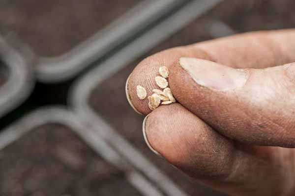 насіння помідорів