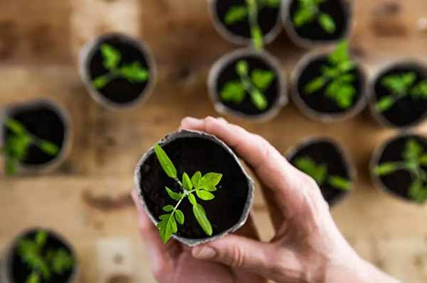 Як вдало посіяти помідори?