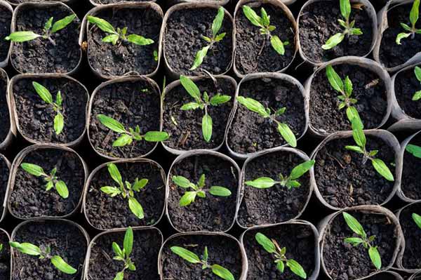 розсада помідорів