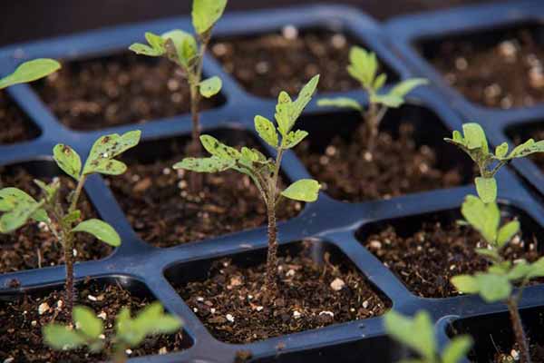 розсада помідорів