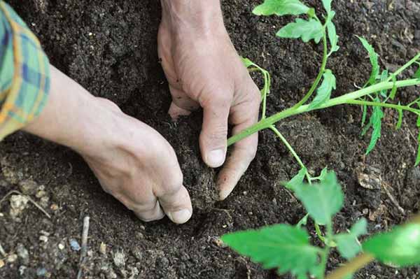 висадка розсади помідорів