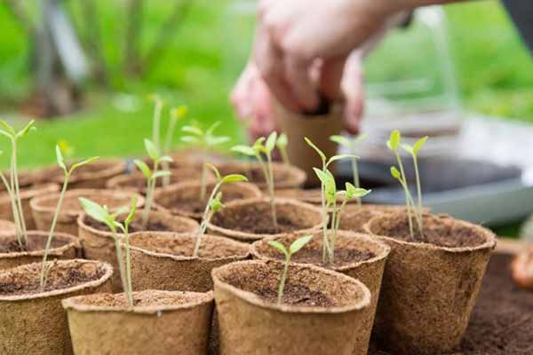 Посів помідорів