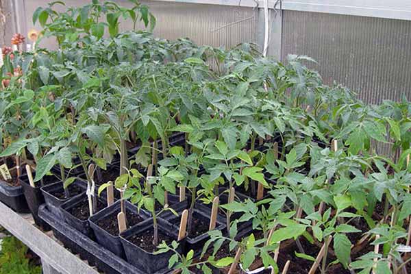 Посів овочів в горщики в квітні