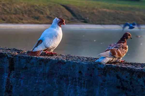птахи птахи