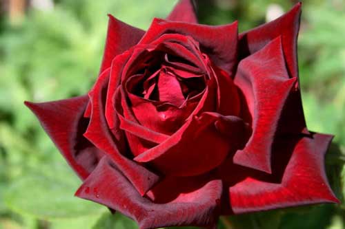 Роза - королева цветов