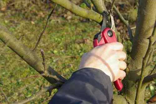 Для чего нужна обрезка и как правильно обрезать деревья весной для лучшего урожая