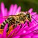 Профілактика отруєння бджіл пестицидами