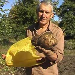 Вирощування батату в Пирятині